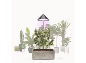 0096772969805 - VENSO LED Pflanzenlampe Vollspektrum CANNA SUNLiTE 30W Parus Grow Light Ausziehbarer Teleskopstab bis 170cm Ideal für 1-2 Cannabis Pflanzen Indoor Anzucht 4000K IP54 EU-Stecker