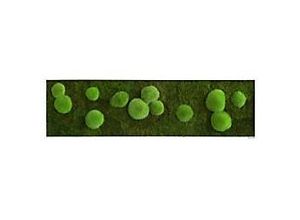 0647056637684 - best of GREEN Moos-Wand boGsGMbWKm140x40HoWe Grün