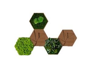 0647056637837 - Best of GREEN Kork-Hexagon Set mit 5 Grün Braun