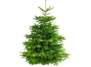 0753626456316 - Echter Weihnachtsbaum WEIHNACHTSBAUM GURU Nordmanntanne Weihnachtsdeko Weihnachtsbäume Gr 130cm bis 150cm grün (tannengrün) zum Aufstellen