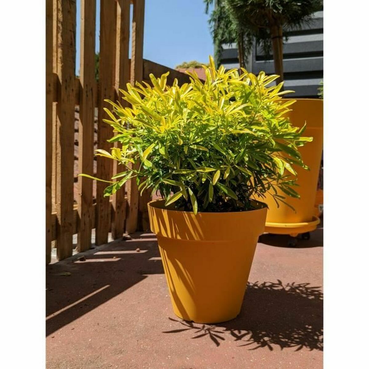 3580794160366 - Blumentopf Gelb Ø 60 cm