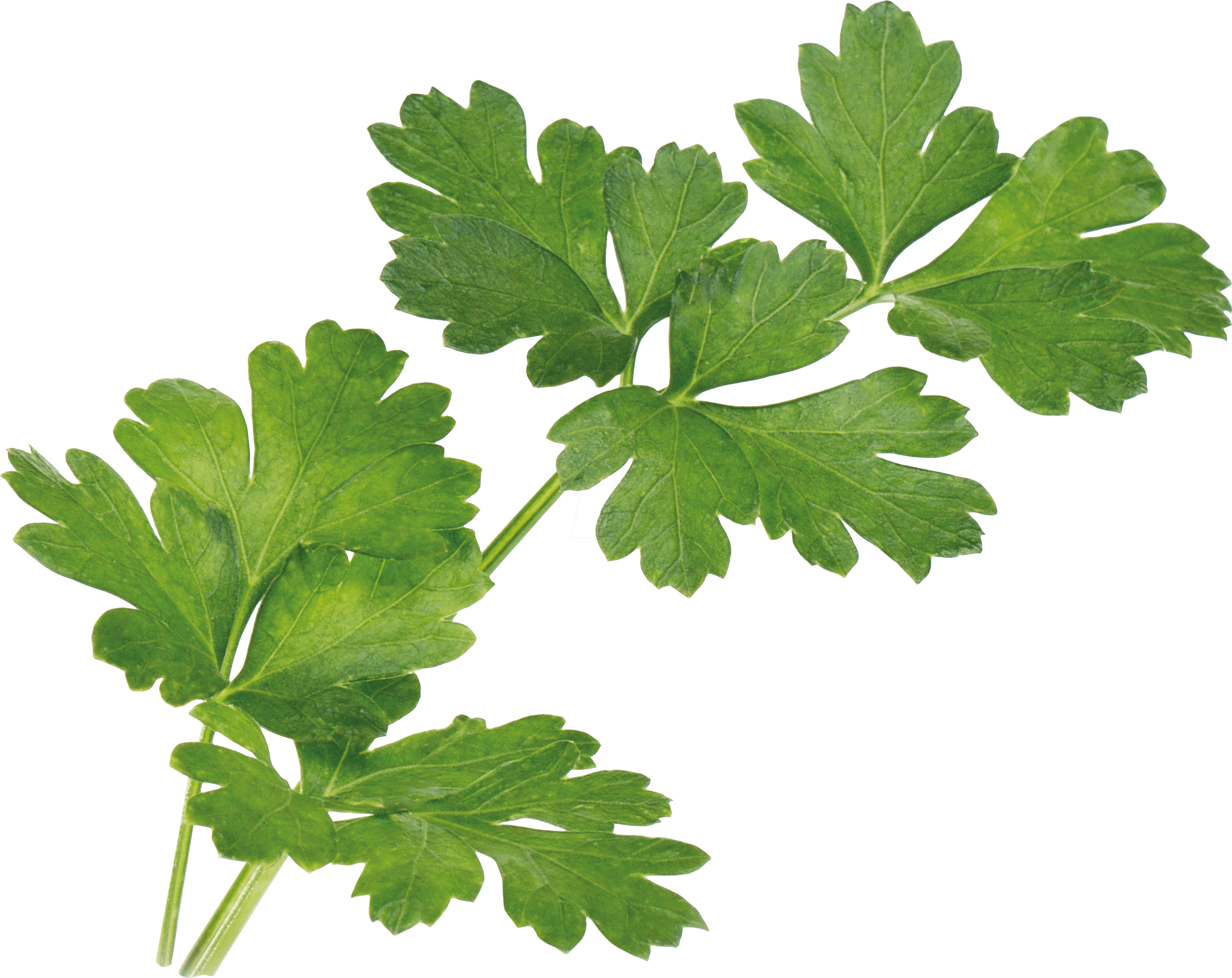 3760262511023 - VERITABLE Lingot Nachfüllpack Glatte Petersilie BIO 3760262511023 - VERITABLE Lingot Nachfüllpack Glatte Petersilie BIO