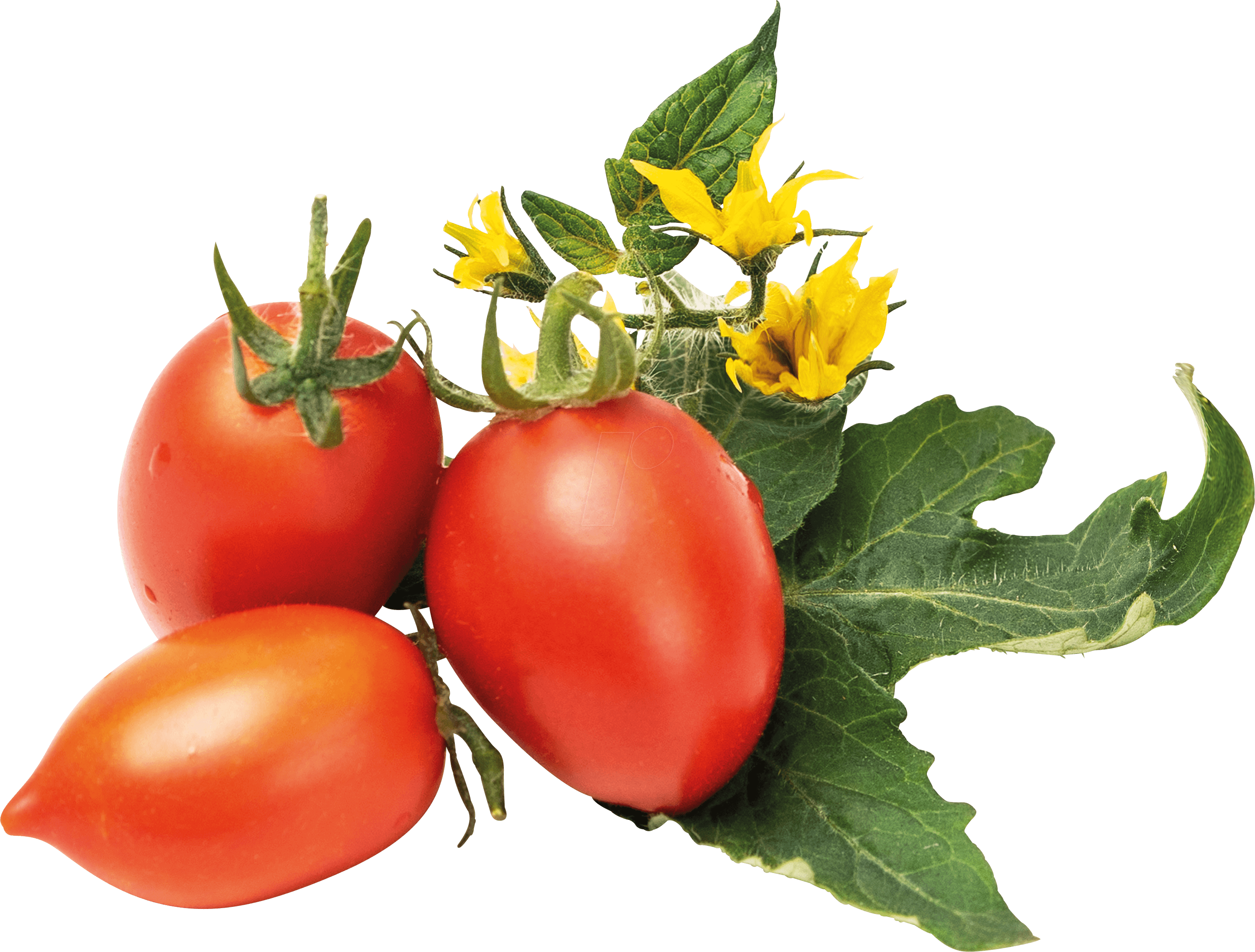 3760262511184 - VER L5-TOM016 - Indoor Garden Kirschtomaten