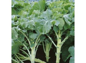 4000159004023 - - Futterkohl Westfälischer Furchenkohl 500 g Brassica oleracea var viridis