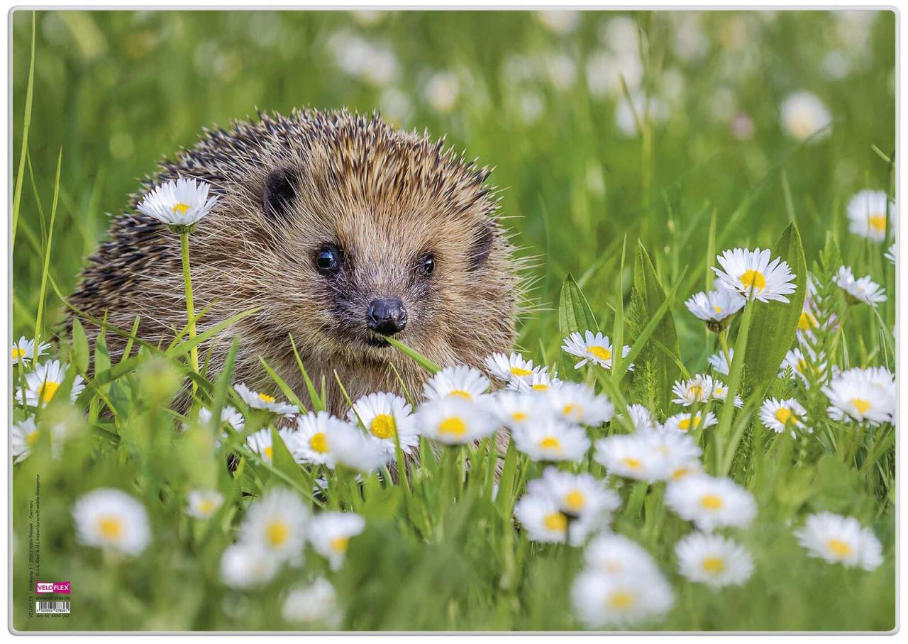 4000225078361 - Schreibtischunterlage Kunststoff Igel 4000225078361 VELOFLEX