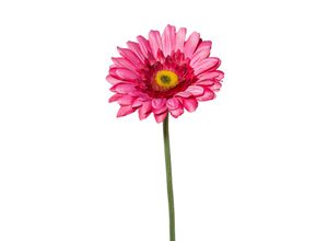 4003529047453 - Kunstblume GERBERA (H 63 cm)