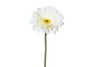 4003529047507 - Kunstblume GERBERA (H 63 cm)