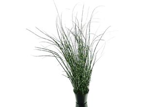 4003529169421 - Zebragras - Miscanthus im Topf 42 cm - Kunstblumen - Gasper