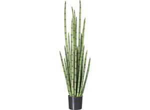 4003529230374 - Kaiserkraft - 548174 Sansevieria cylindrica im Kunststofftopf