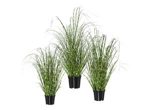 4003529428542 - Kaiserkraft - 526018 Grasbusch Miscanthus Zebrinus ve 3 Stk