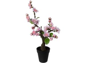 4003529702703 - Iovivo - Kirschblütenbonsai im Topf ca 32 cm Farbe rosa - rosa