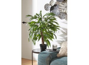 4003529781012 - Kunstpflanze CREATIV GREEN Weeping-Ficus Kunstpflanzen Gr H 80 cm grün Kunstpflanze Zimmerpflanze Künstliche Zimmerpflanzen Kunstpflanzen 4003529781012 - Kunstpflanze CREATIV GREEN Weeping-Ficus Kunstpflanzen Gr H 80 cm grün Kunstpflanze Zimmerpflanze Künstliche Zimmerpflanzen Kunstpflanzen