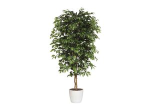 4003529894798 - Ficus benjamina Naturstamm mit Keramiktopf Höhe 1800 mm