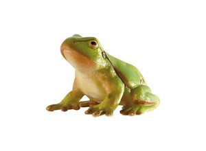 4007176684016 - Laubfrosch Spielfigur