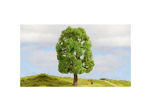 4007246201006 - 20100 Baum Esche 200 mm 1 St