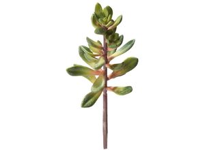 4011444370365 - Kalanchoe Höhe 20 cm - Hobby