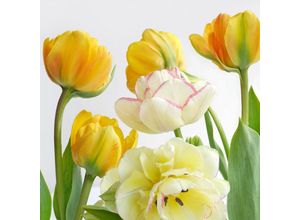 4014995439536 - Braun&company - Servietten Motiv Soft Tulips 33 x 33 cm 20er Pack Serviette