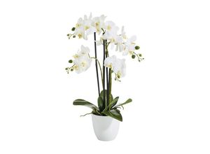 4016550300985 - Botanic-Haus Kunstblume »Phalenopsis Topf 4 Rispen«