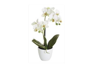 4016550313244 - Botanic-Haus Kunstblume »Phalenopsis Topf 2 Rispen«