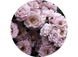 4019449452185 - PRO ART Glasbild PEONIES III (D 30 cm) D 30 cm bunt Acrylglasbild 4019449452185 - PRO ART Glasbild PEONIES III (D 30 cm) D 30 cm bunt Acrylglasbild