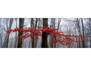 4019449453595 - PRO ART Aludibondbild MYSTIC TREES II (LB 50x150 cm) LB 50x150 cm bunt Alubild Metallbild 4019449453595 - PRO ART Aludibondbild MYSTIC TREES II (LB 50x150 cm) LB 50x150 cm bunt Alubild Metallbild