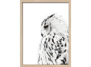 4019449457104 - PRO ART Gerahmtes-Bild SNOW OWL (BHT 4250x3250x2 cm) BHT 4250x3250x2 cm bunt