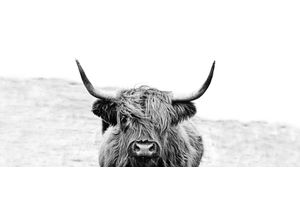 4019449462566 - PRO ART Glasbild HIGHLAND CATTLE (BHT 80x30x130 cm) BHT 80x30x130 cm bunt Acrylglasbild 4019449462566 - PRO ART Glasbild HIGHLAND CATTLE (BHT 80x30x130 cm) BHT 80x30x130 cm bunt Acrylglasbild
