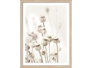 4019449482021 - Gerahmtes Bild DRIED POPPIES (BHT 3250x4250x2 cm) PRO ART