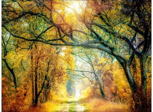 4019449486050 - Keilrahmenbild SUNSHINE FOREST (BHT 116x84x240 cm) PRO ART