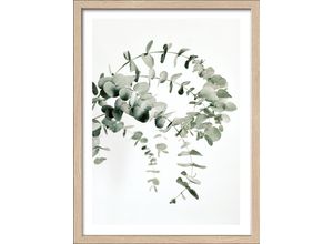 4019449490927 - PRO ART Gerahmtes Bild EUCALYPTUS (BHT 3250x4250x2 cm) BHT 3250x4250x2 cm bunt