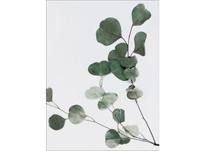 4019449492389 - PRO ART Keilrahmenbild EUCALYPTUS II (BHT 57x77x2 cm) BHT 57x77x2 cm bunt