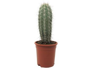 4019515923311 - Exotenherz - Grauer Riese - Säulenkaktus - Pachycereus pringley - pflegeleicht - 17cm Solitärpflanze