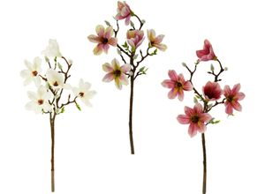 4019844767020 - Kunstblume MY HOME Maira Kunstpflanzen Gr B H 19 cm x 49 cm beige (creme) Kunst-Blumen Kunstpflanzen 3er Set