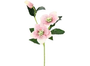 4019844791483 - Kunstblume IGEA Christrose Kunstpflanzen Gr B H L 12 cm x 57 cm x 5 cm 5 St rosa Weitere Weihnachtsdeko Künstlich Seidenblumen 5er Set