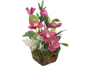 4019844804176 - Winterliche Kunstpflanze IGEA Gesteck mit Christrosen im Pflanztopf Weihnachtsdeko Kunstpflanzen Gr B H 24 cm x 25 cm 1 St rosa (rosa dunkel) Kunstpflanzen Kunstblumen-Arrangement festliches Blumenensemble Weihnachtsgesteck