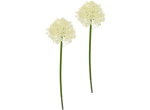 4019844812539 - Kunstblume IGEA Allium Zierlauch beige (creme) B13cm H80cm L13cm Kunststoff Kunstpflanzen Stielblume künstliche Blumen 2er Set