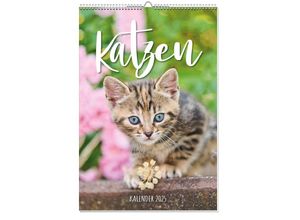 4026411062334 - Katzen Posterkalender 2025