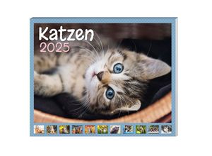 4026411063430 - Katzen Kalenderpaket 2025 9-teilig