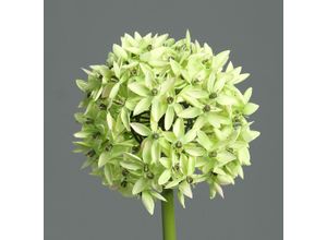 4027234370743 - Kunstblume Allium (DH 19x70 cm) DH 19x70 cm grün Pflanze Kunstpflanze Zimmerpflanze