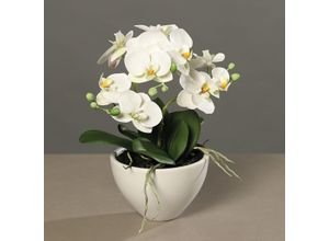 4027234883298 - Kunstblume Orchidee (H 35 cm) H 35 cm beige Pflanze Kunstpflanze Zimmerpflanze