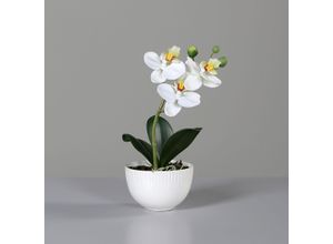 4027234949109 - Kunstblume ORCHIDEE (H 23 cm) H 23 cm beige Pflanze Kunstpflanze Zimmerpflanze