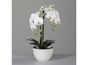 4027234949130 - Kunstblume Orchidee (H 48 cm) H 48 cm beige Pflanze Kunstpflanze Zimmerpflanze