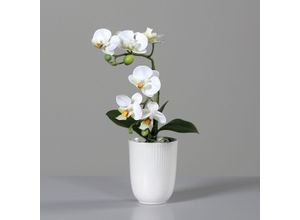 4027234949147 - Kunstblume Orchidee (H 31 cm) H 31 cm beige Pflanze Kunstpflanze Zimmerpflanze