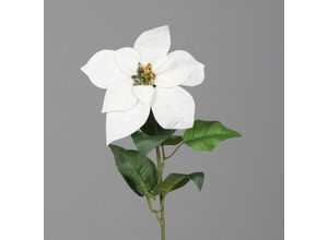 4027234985602 - Poinsettia creme 55 cm Poinsettia - DPI