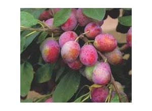 4029395005144 - Pflaumenbaum Königin Viktoria 75 L Container