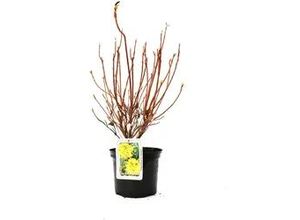 4029395010322 - Rhododendron PG II + III Liebhaber 5 l Container