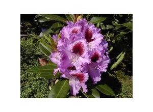 4029395010339 - Rhododendron PG II + III Liebhaber blau 5 l Container