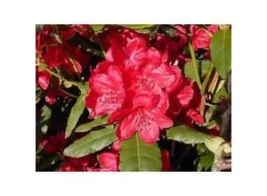 4029395010346 - Rhododendron PG II + III Liebhaber rot 5 l Container