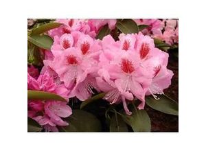 4029395010353 - Rhododendron PG II + III Liebhaber rosa 5 l Container