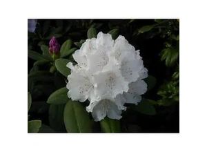 4029395010360 - Rhododendron PG II + III Liebhaber weiß 5 l Container